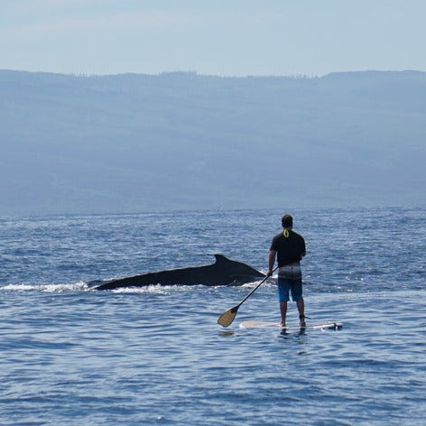 4-Hour Paddle Board Rental - Kihei, Maui