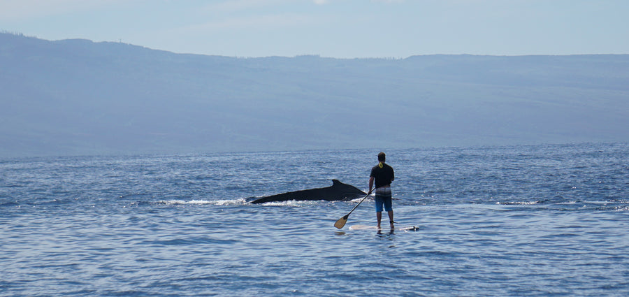 Maui Paddle Board