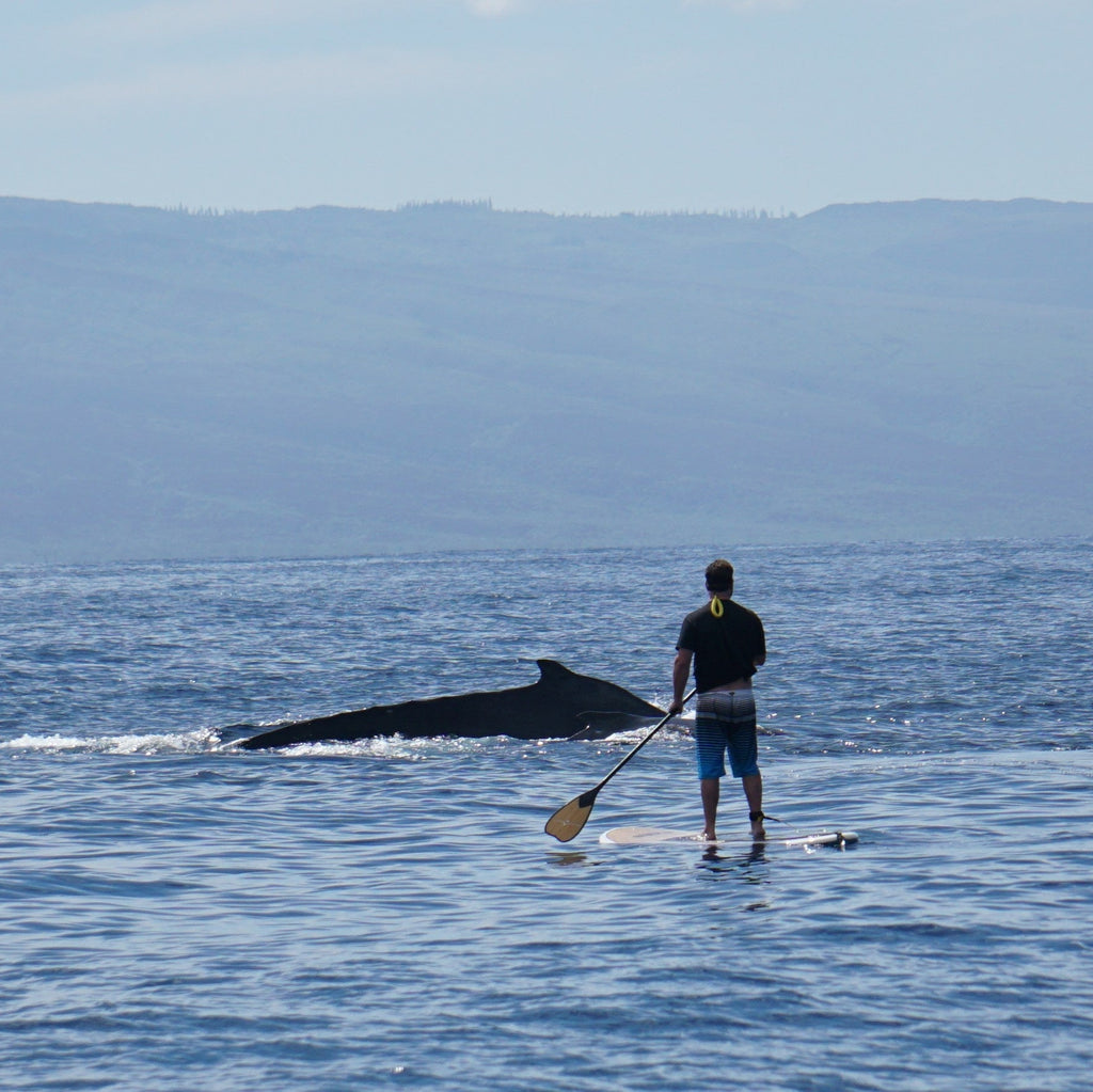 Maui Paddle Board loading=